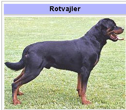 pas cuvar.jpg