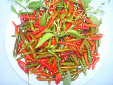 cepoguzac_2_2020.JPG
